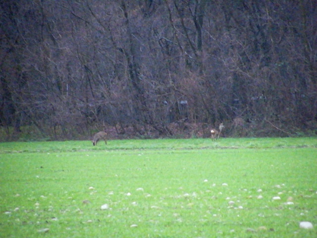 caprioli , riserva La Fagiana Parco del Ticino, lombardia